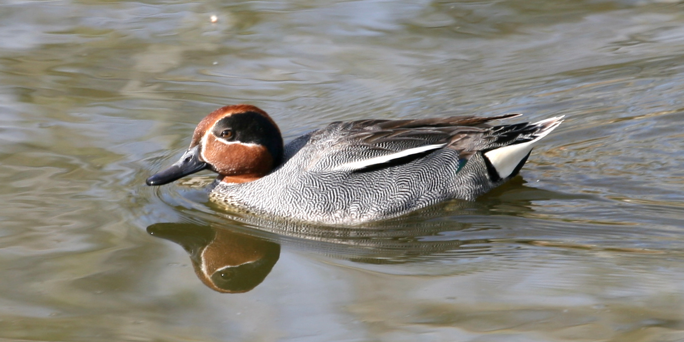 Sarcelle d'hiver (Anas crecca) © Nicolas Macaire / LPO